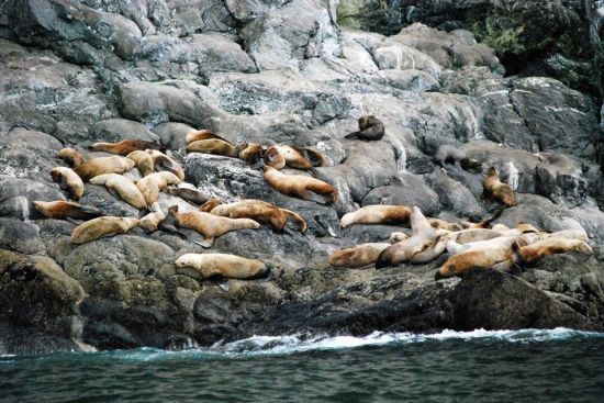 Sea lions