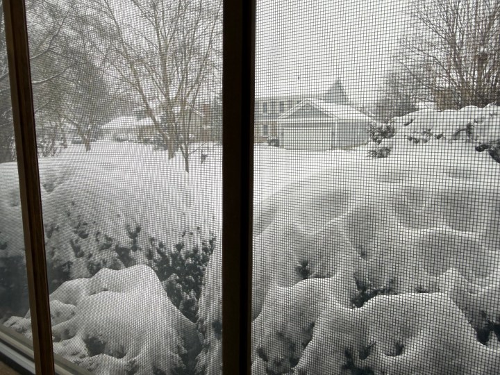 Snow on evergreen bushes.
